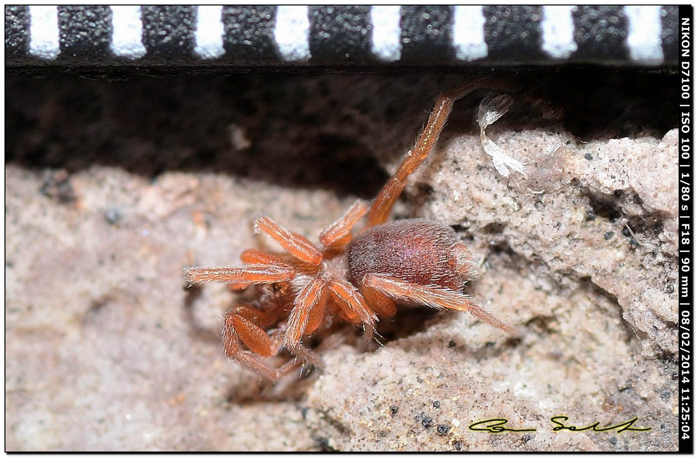 Palpimanus gibbulus; cf. Zimirina sp. - Alghero (SS)